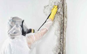 person wearing gloves doing mold-remediation